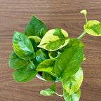 Epipremnum Lemon Joy -  Pothos