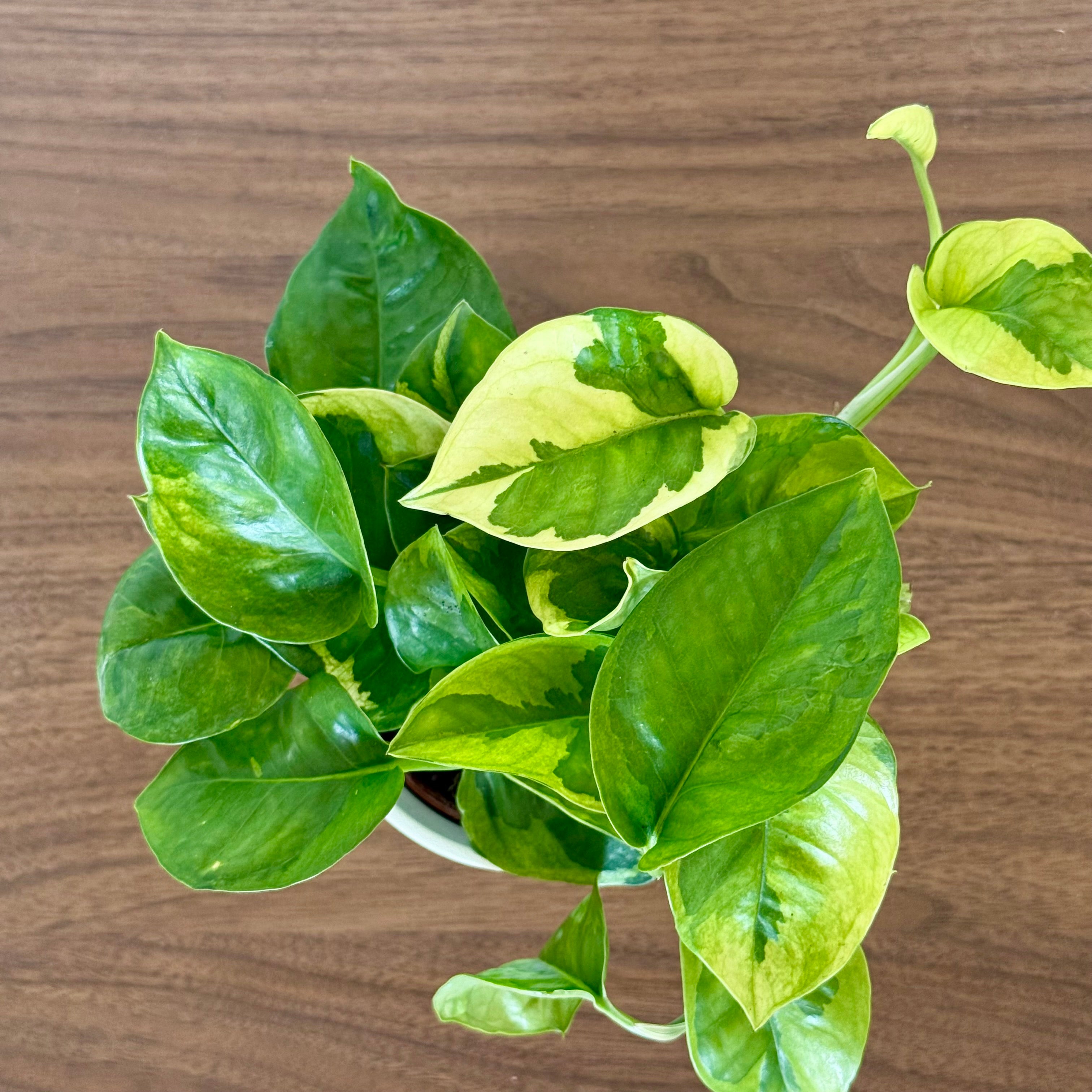 Epipremnum Lemon Joy -  Pothos