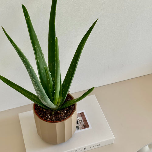 Aloe Vera