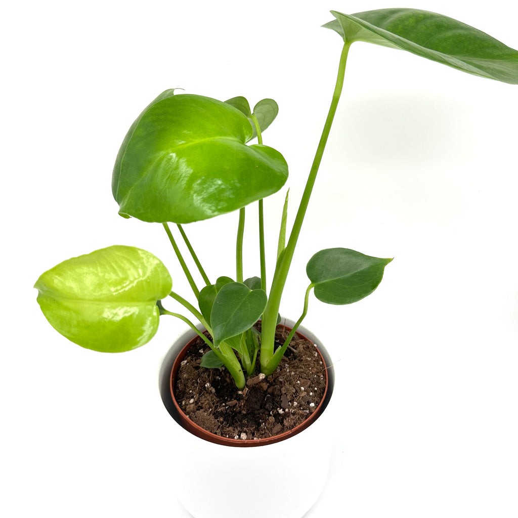 Monstera Deliciosa 12cm