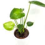 Monstera Deliciosa 12cm