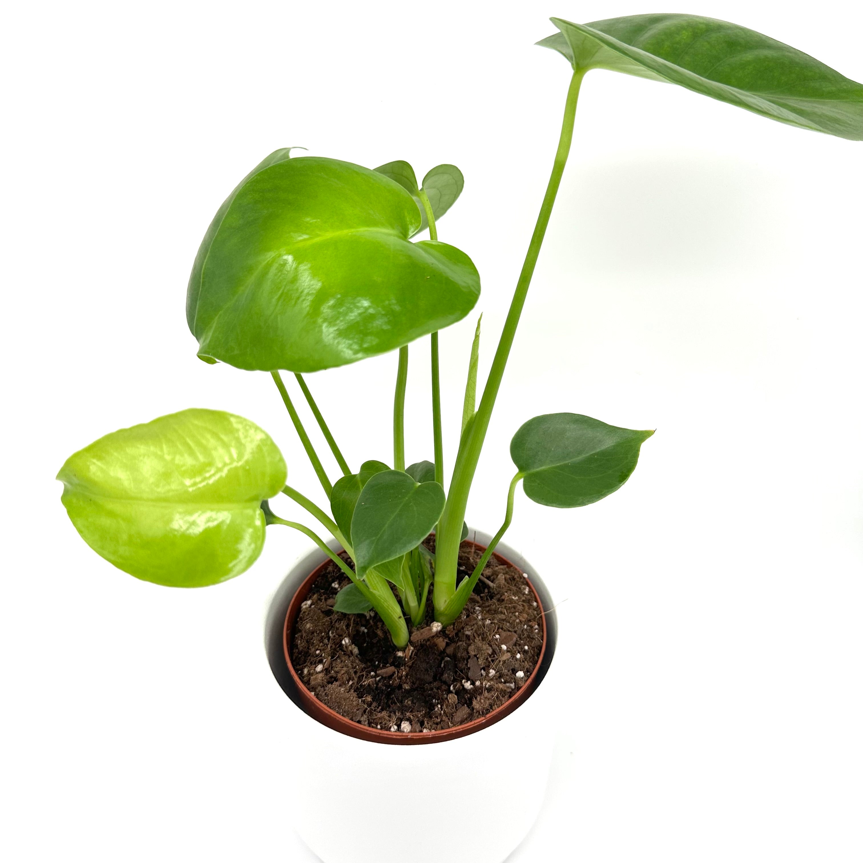 Monstera Deliciosa 12cm