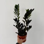 Zamioculcas Zamiifolia Raven