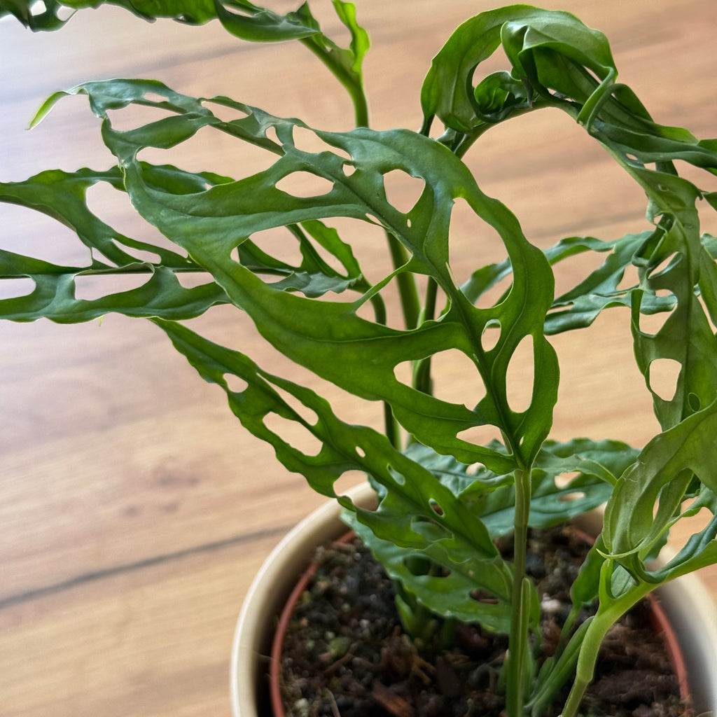 Monstera Obliqua Peru