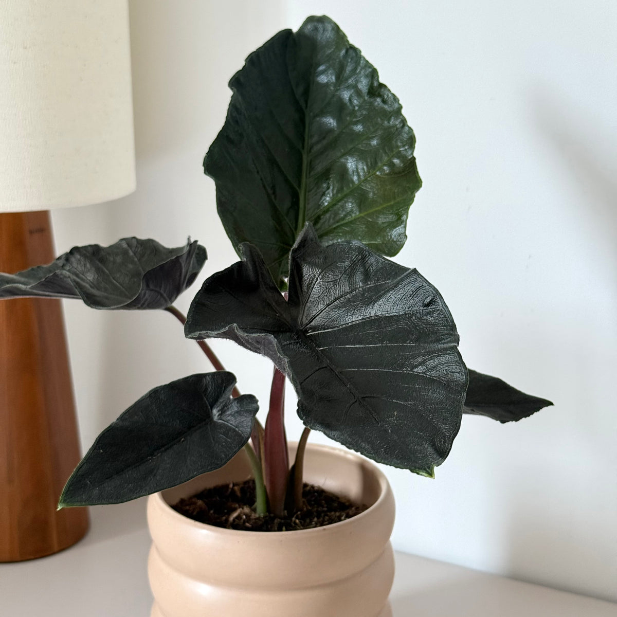 Alocasia Antoro Velvet