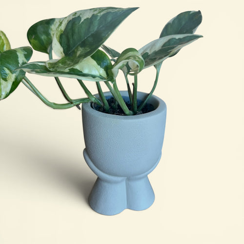 Cache-pot SAO