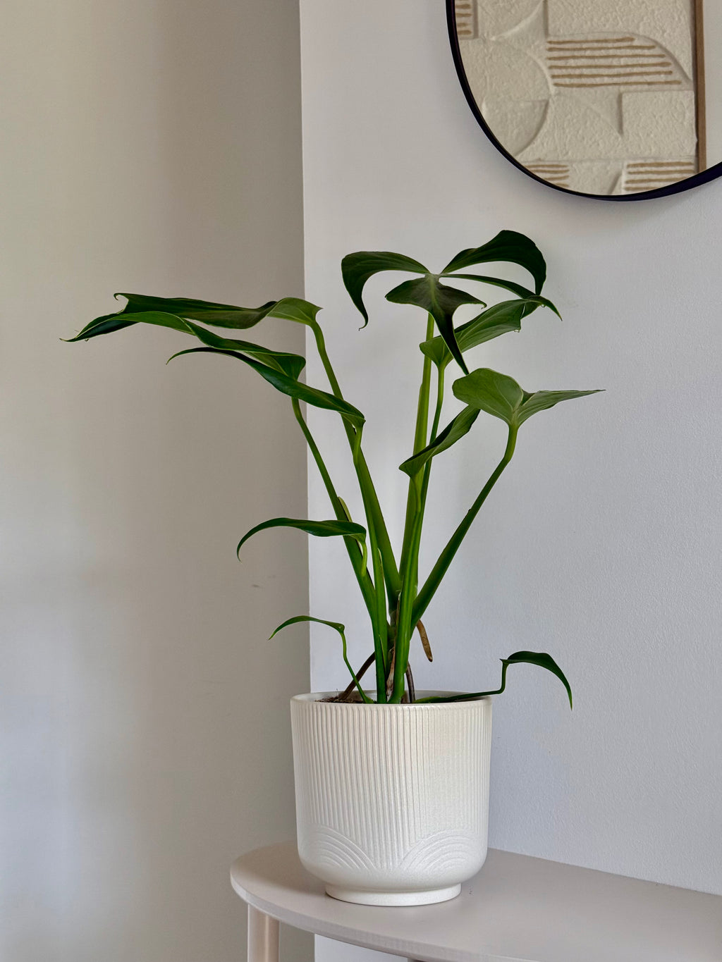 Monstera Burle Marx Flame