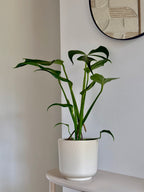 Monstera Burle Marx Flame