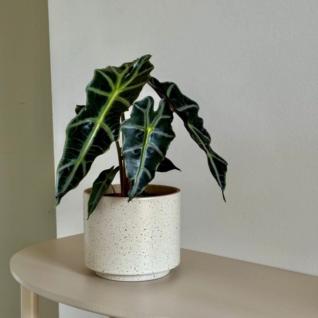 Alocasia POLLY