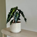 Alocasia POLLY