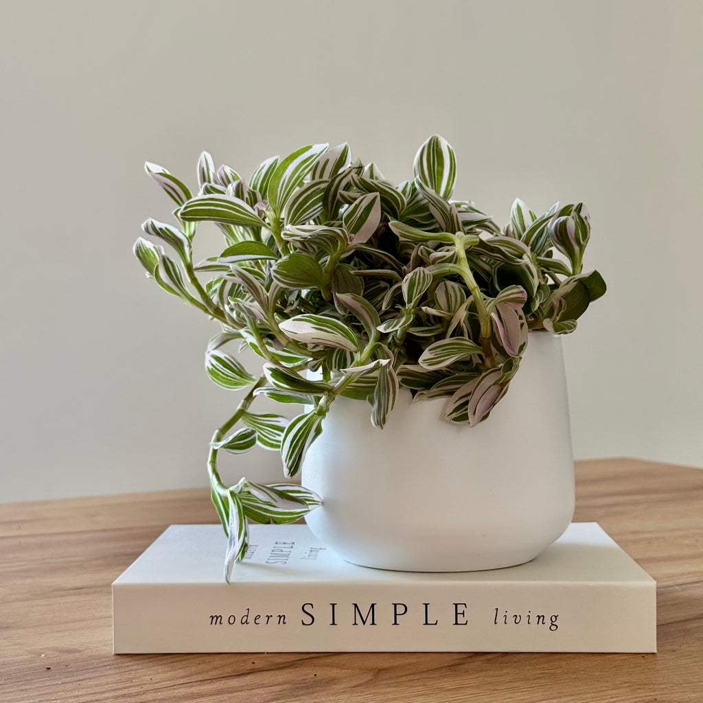 Tradescantia Unicorn