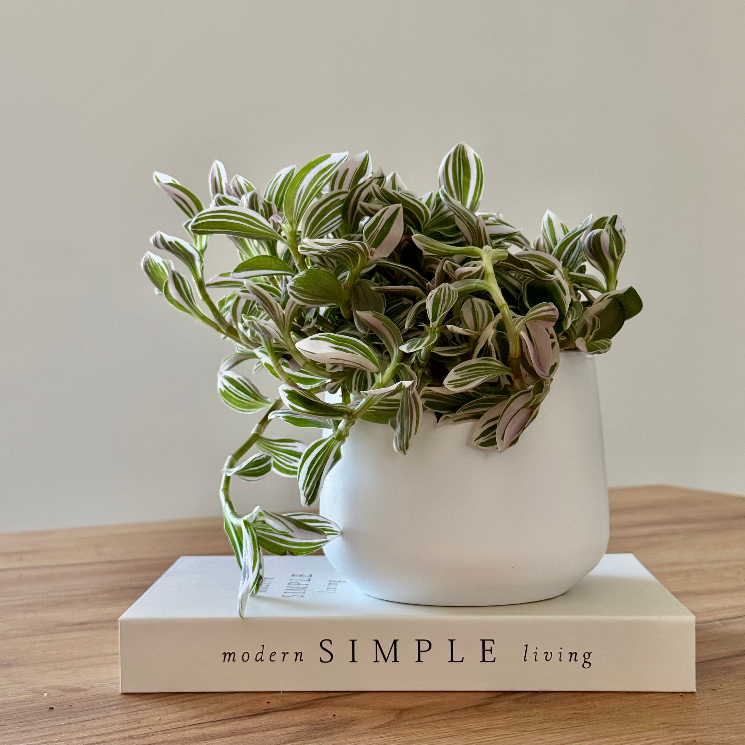 Tradescantia Unicorn