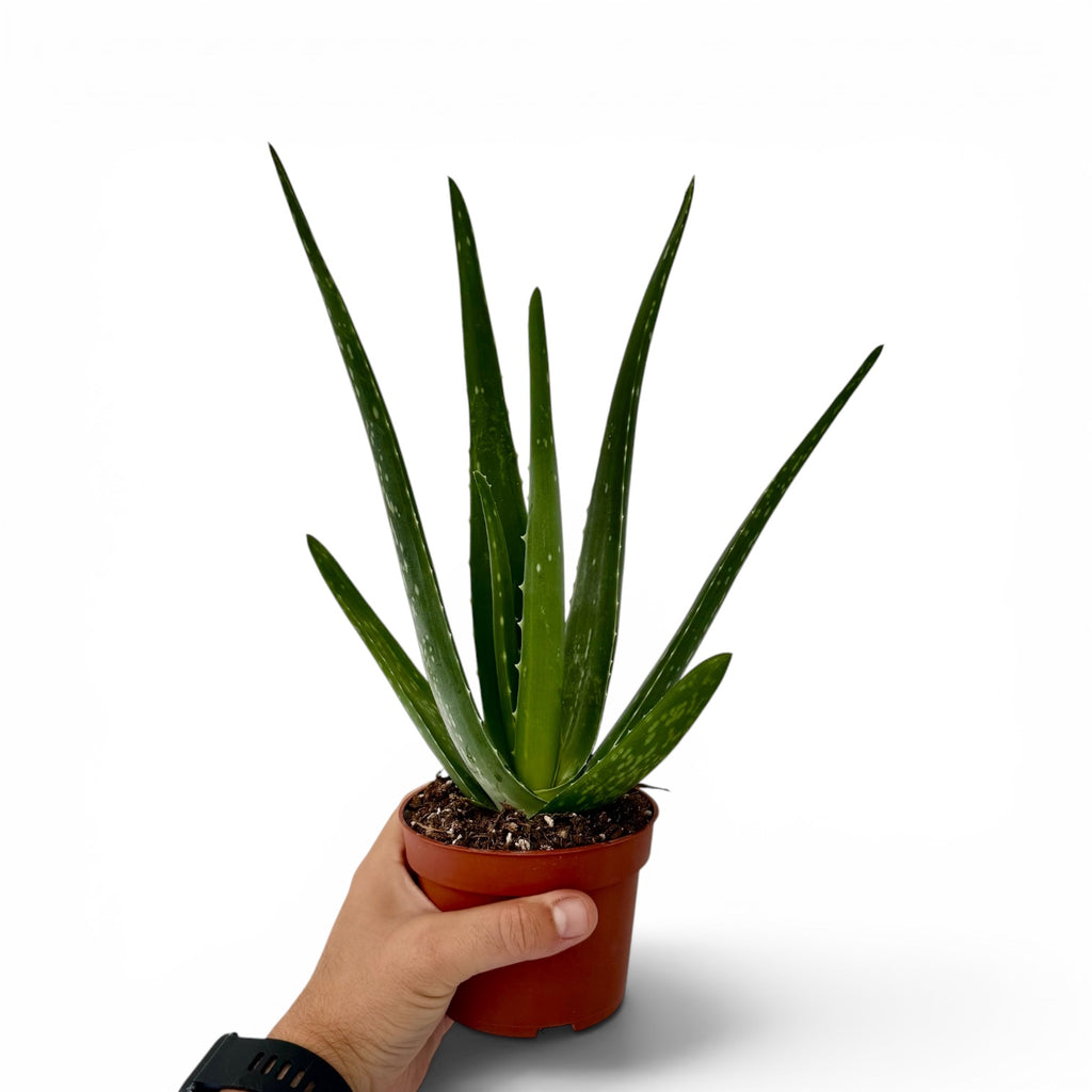 Aloe Vera