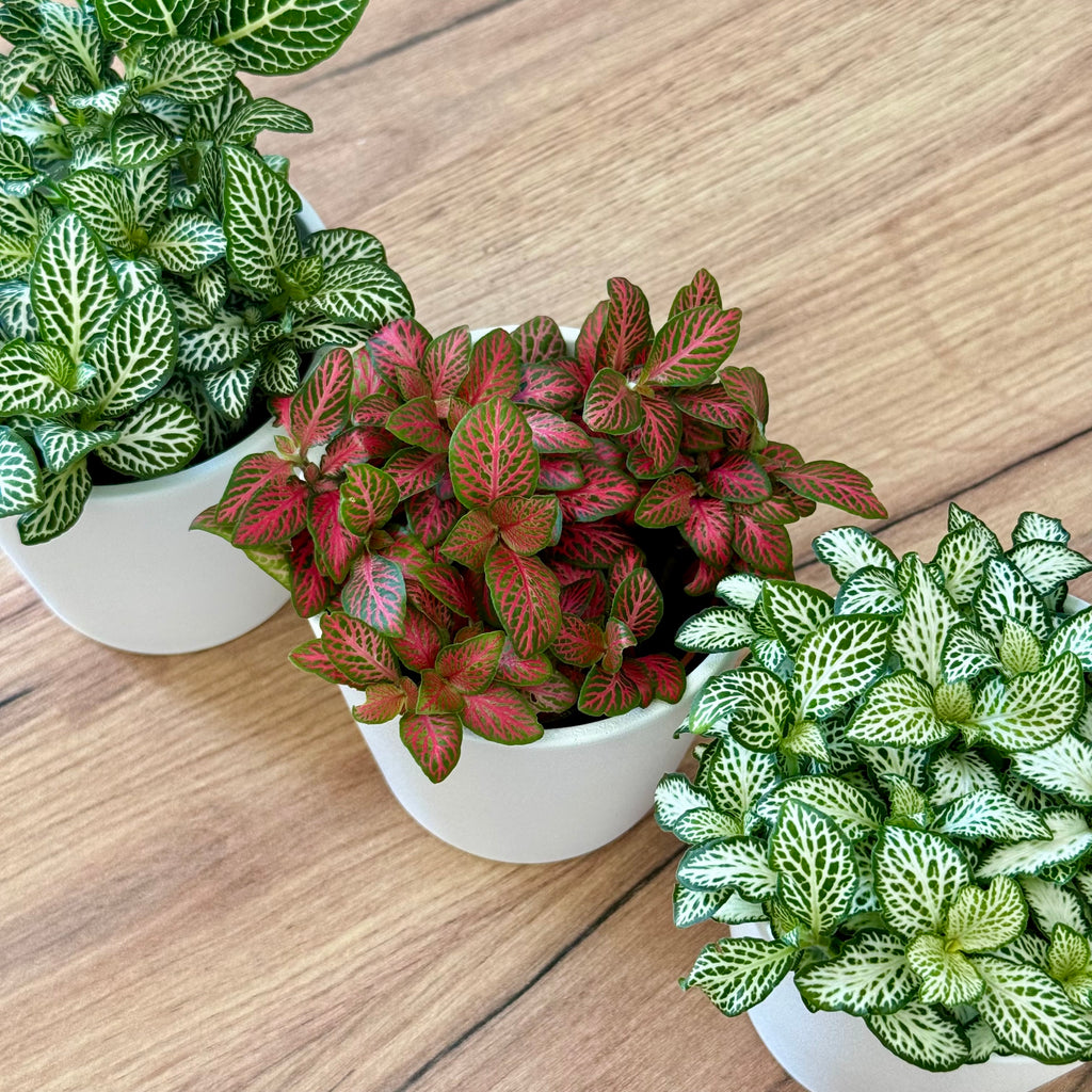 Trio Fittonias