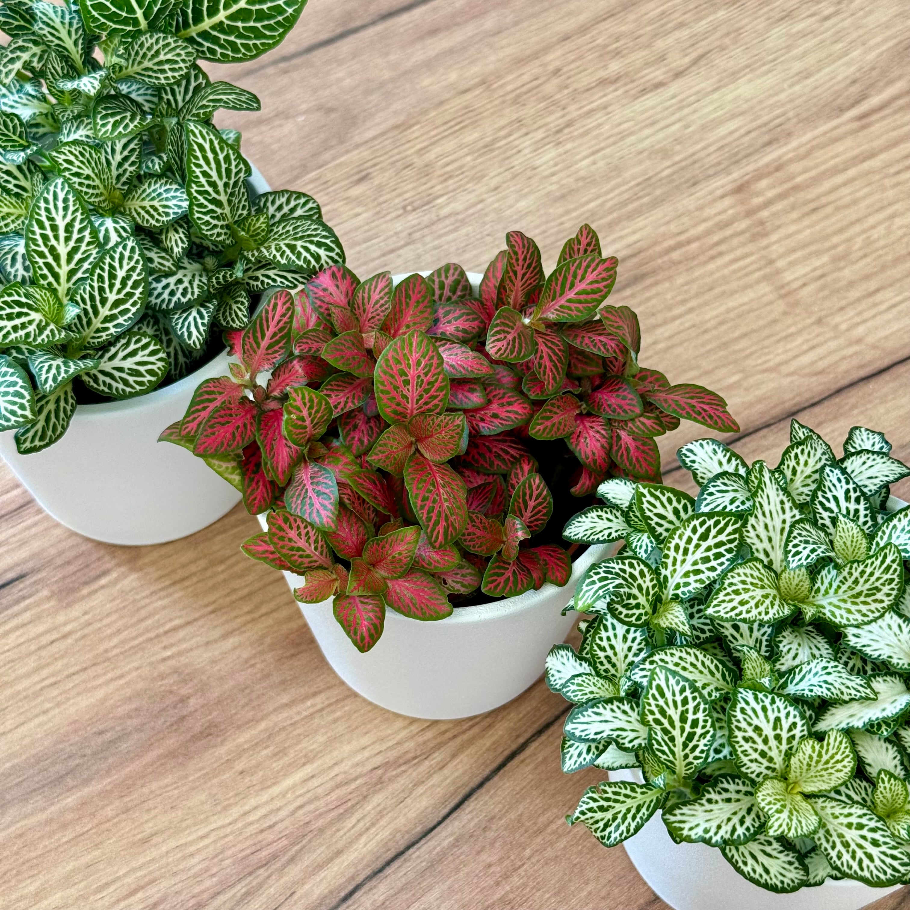 Trio Fittonias