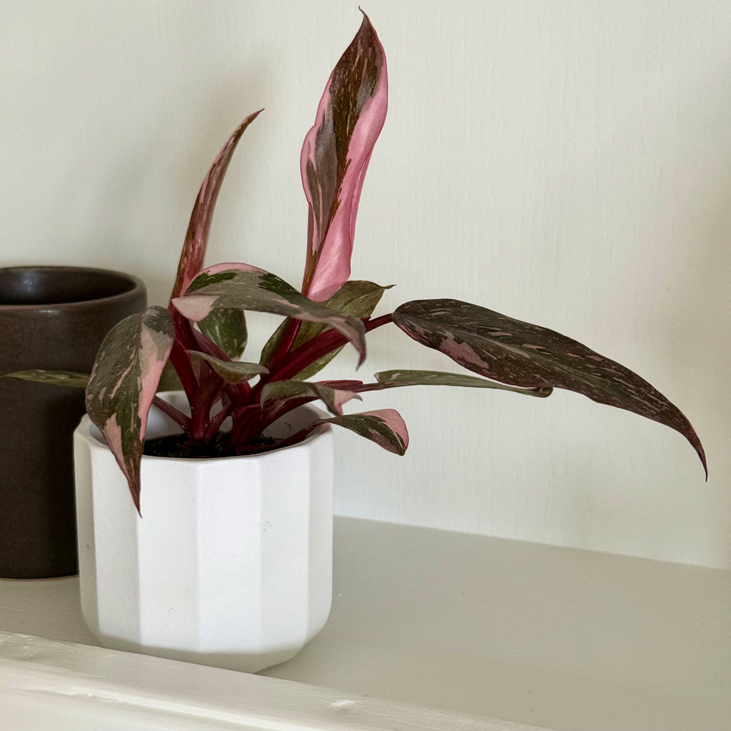 Philodendron Pink Princess Marble
