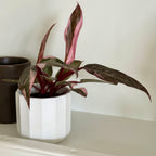 Philodendron Pink Princess Marble