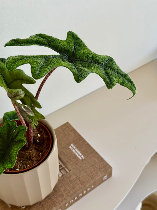 Alocasia Jacklyn