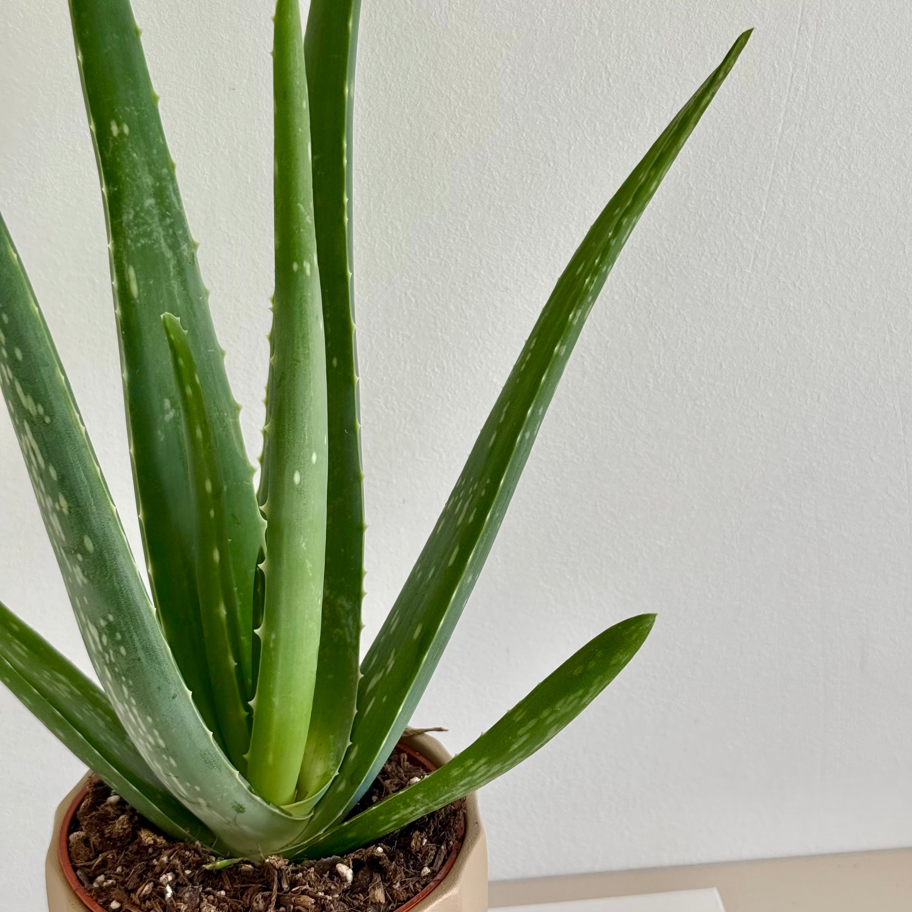 Aloe Vera
