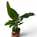 Musa Tropicana (Bananier)