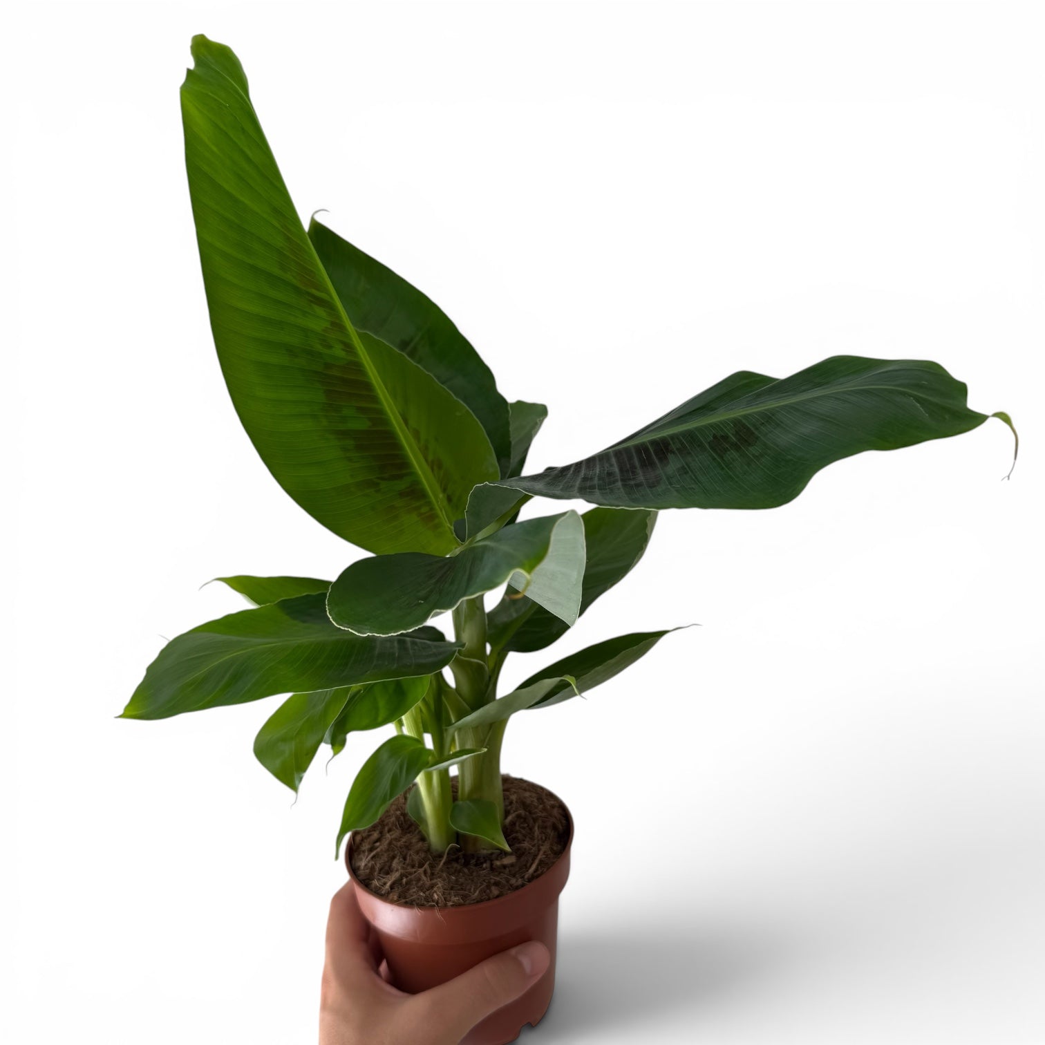 Musa Tropicana (Bananier)