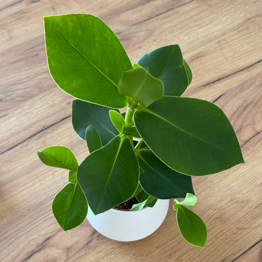 Clusia Rosea