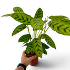 Calathea Leopardina