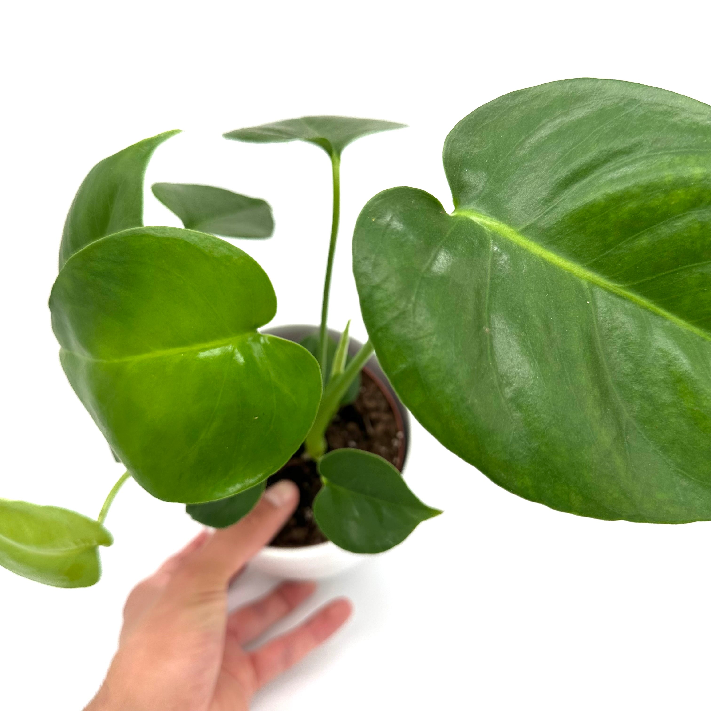 Monstera Deliciosa 12cm