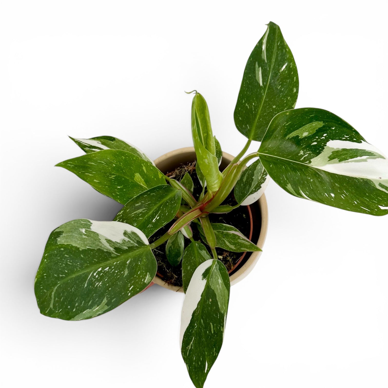 Philodendron White Princess