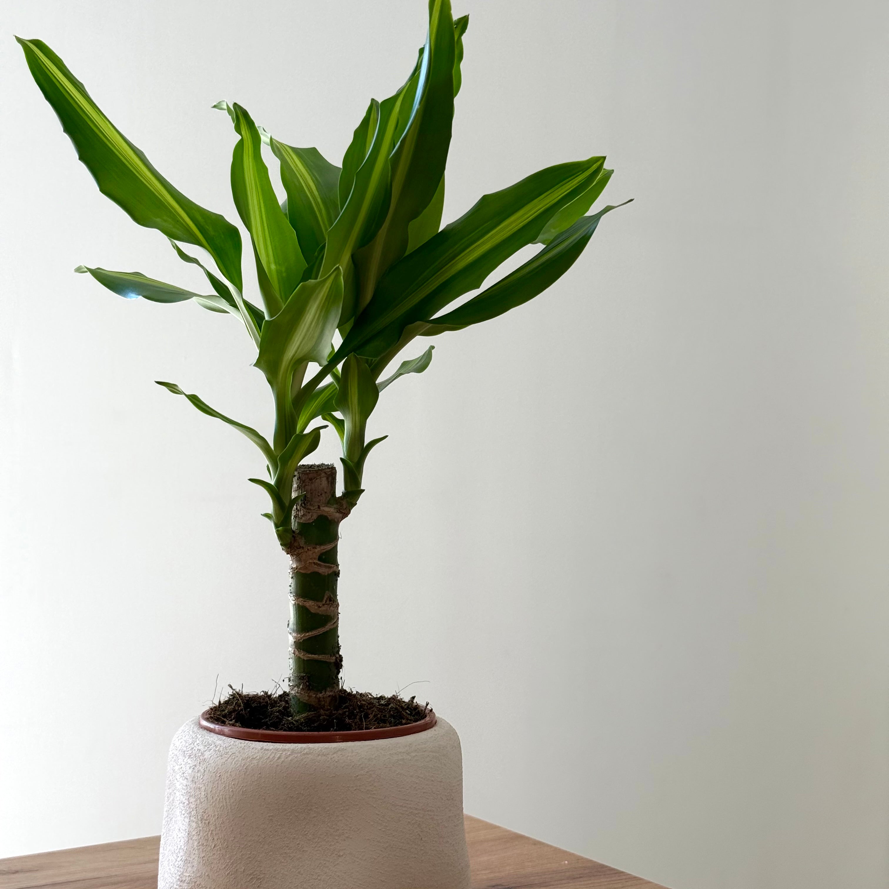 Dracaena Massangeana