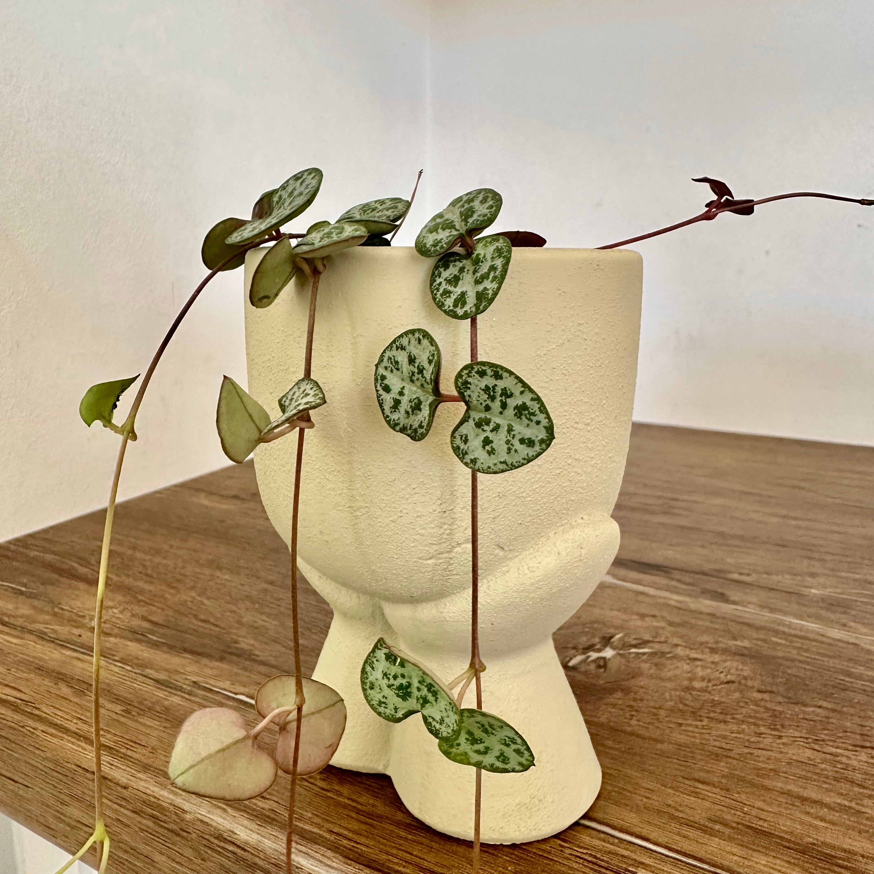 Ceropegia Woodi