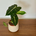 Alocasia Frydek
