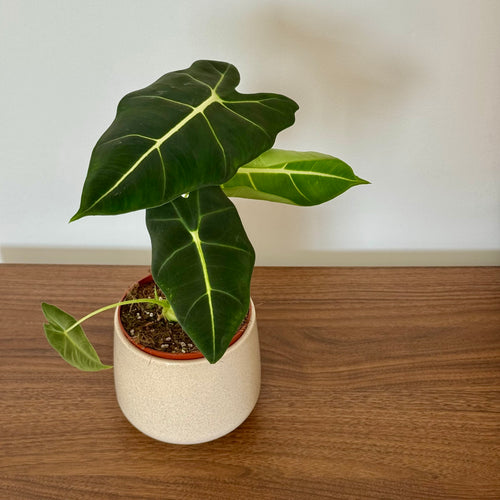 Alocasia Frydek