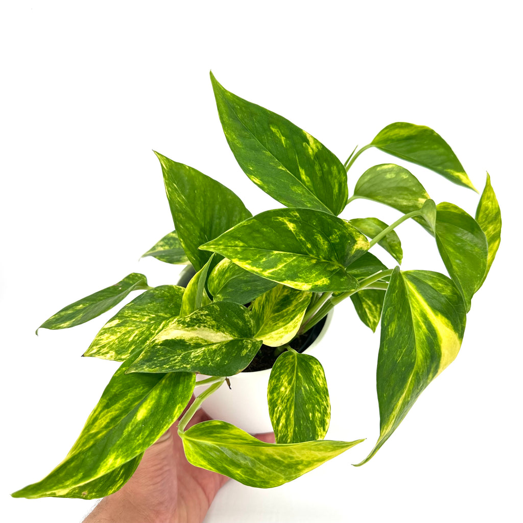Epipremnum Aureum - Pothos