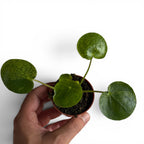 Pilea Mojito