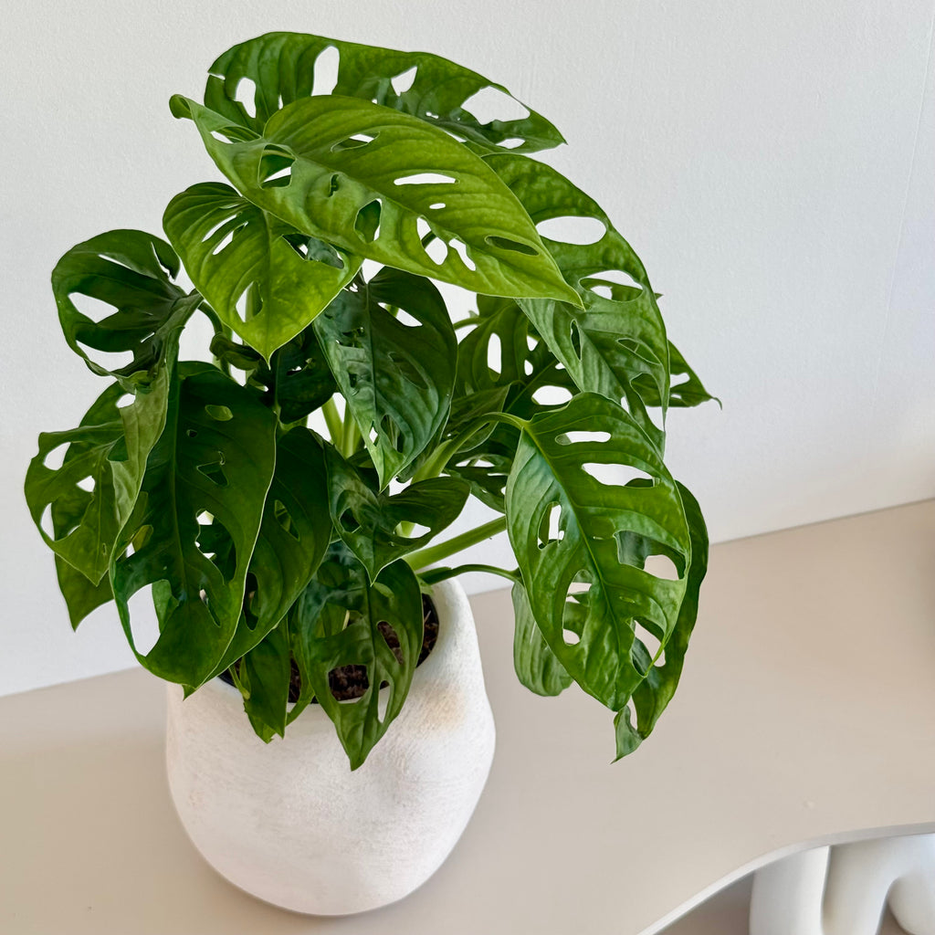 Monstera Adansonii