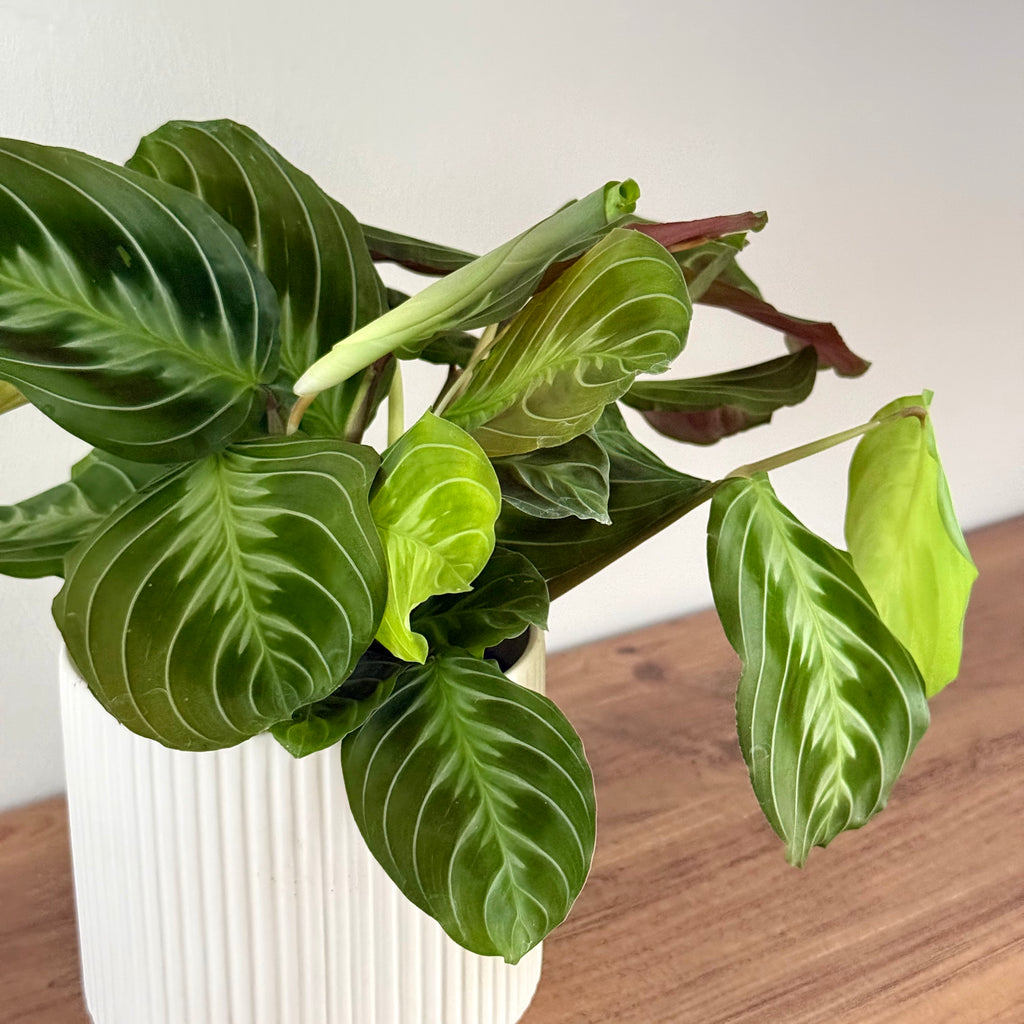 Maranta Cat Moustache