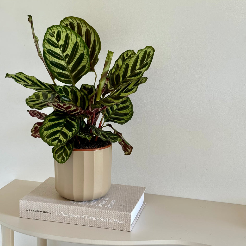 Calathea Makoyana 14cm