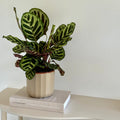Calathea Makoyana 14cm