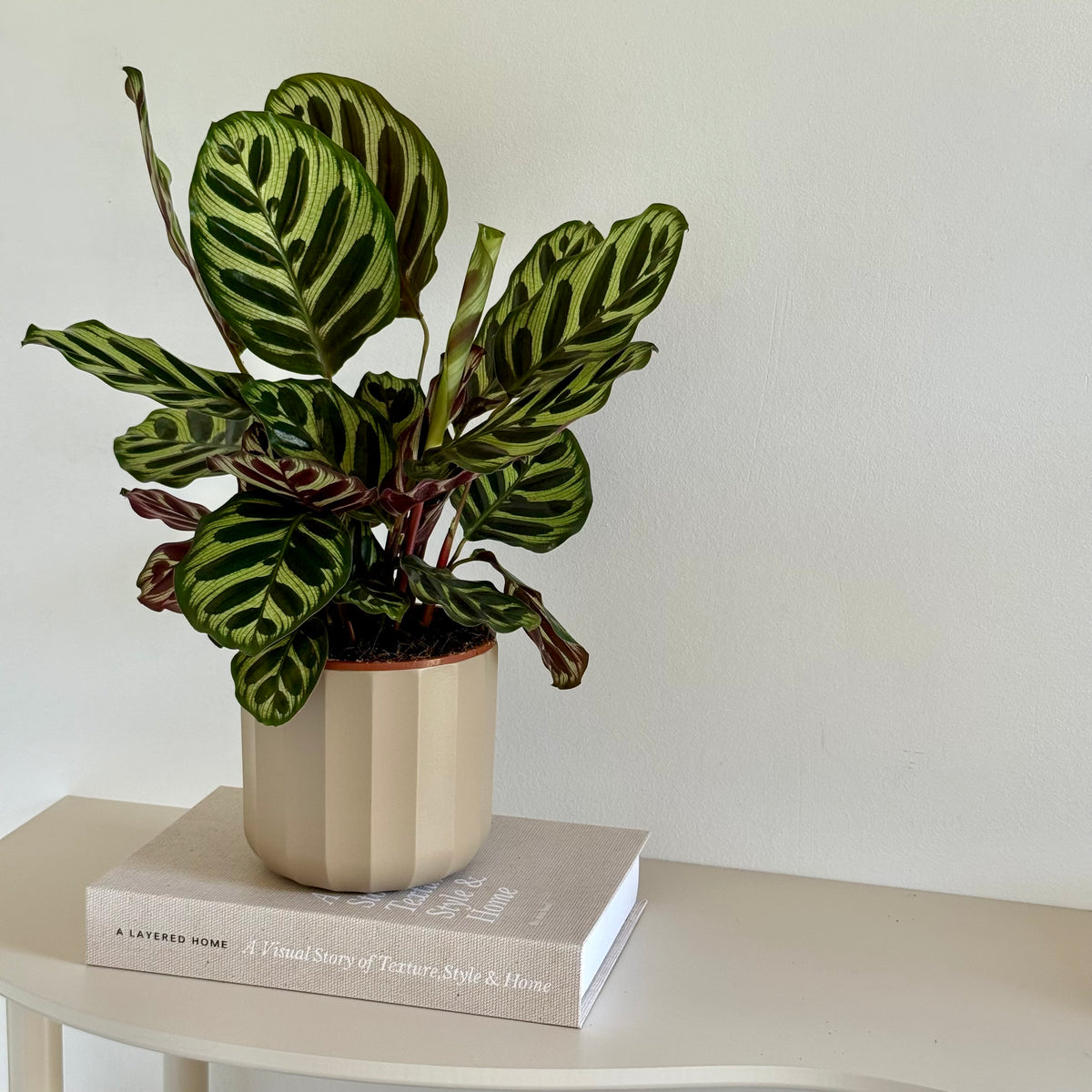 Calathea Makoyana 14cm