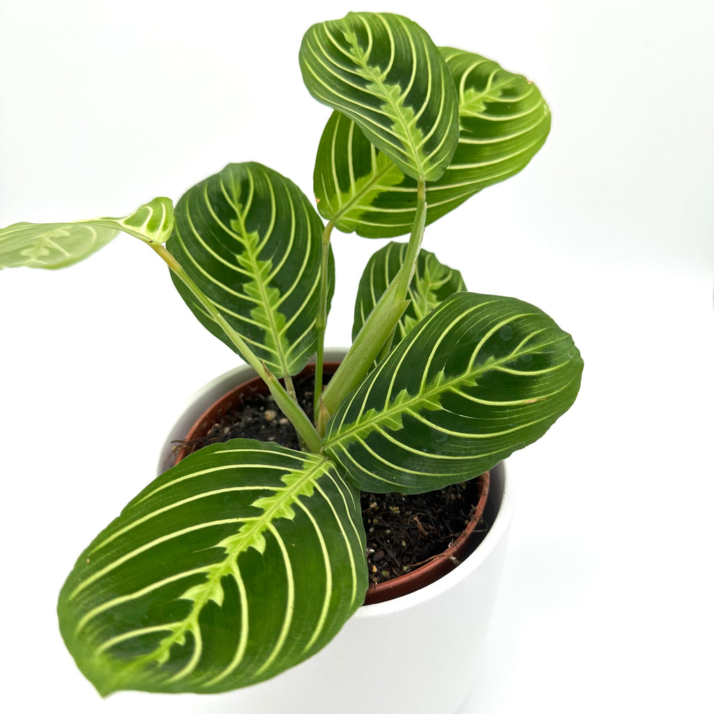 Maranta Lemon Lime
