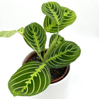 Maranta Lemon Lime