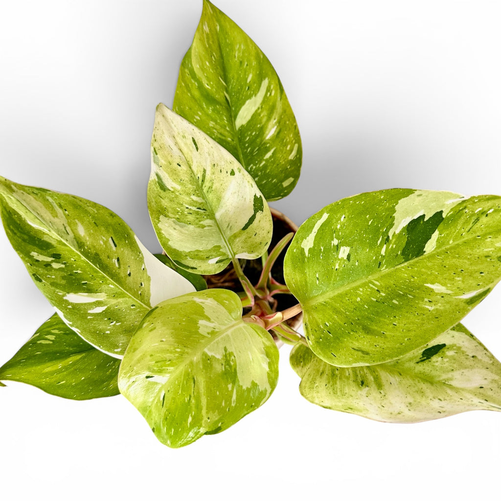 Philodendron White Princess Aurea