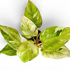 Philodendron White Princess Aurea
