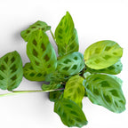 Maranta Kerchoveana