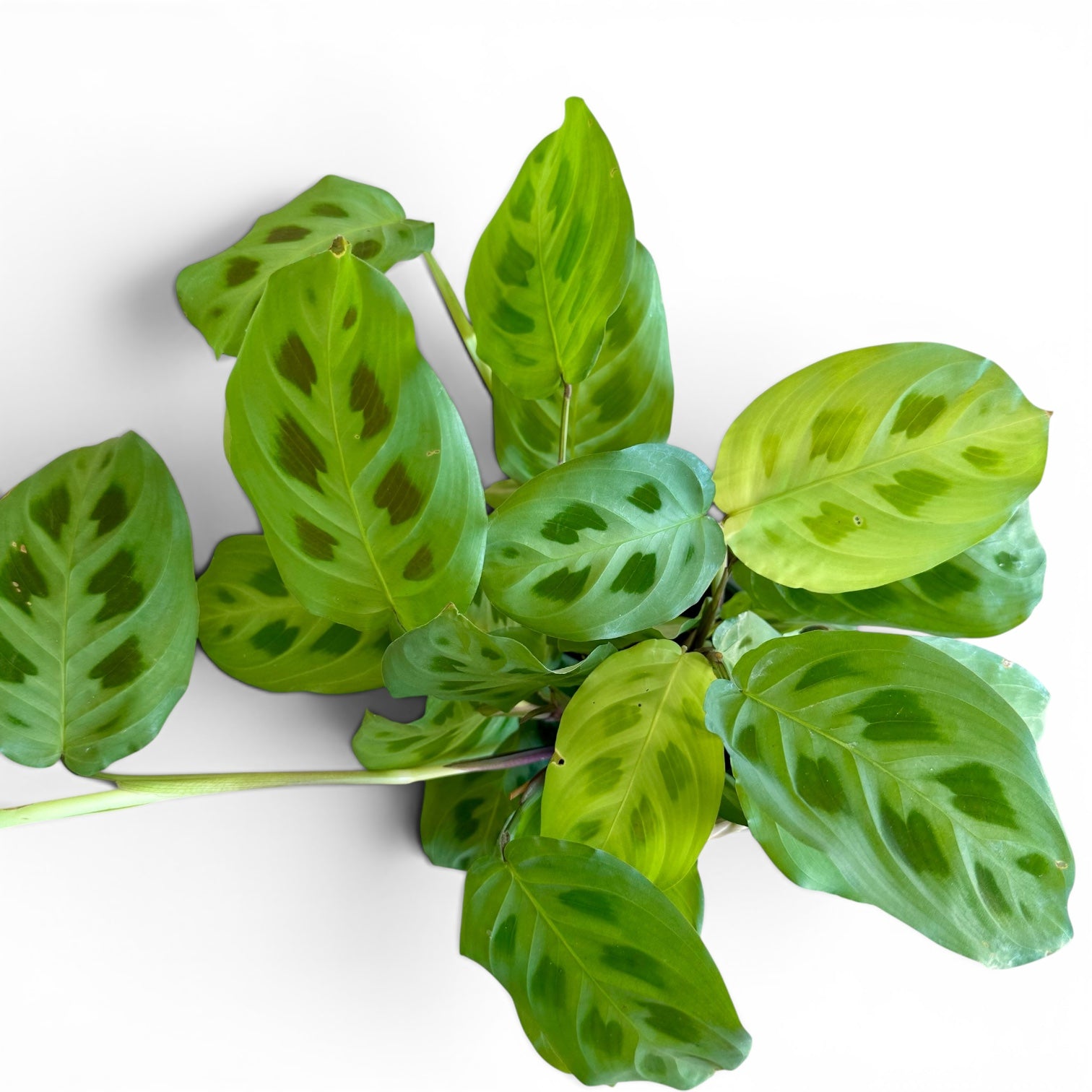 Maranta Kerchoveana