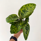 Hamalomena Camouflage