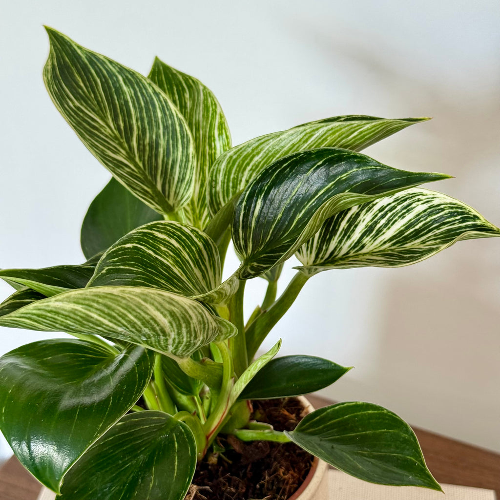 Philodendron White Waves