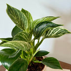 Philodendron White Waves