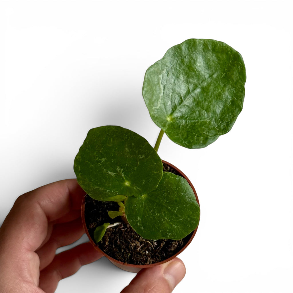 Pilea Sugar